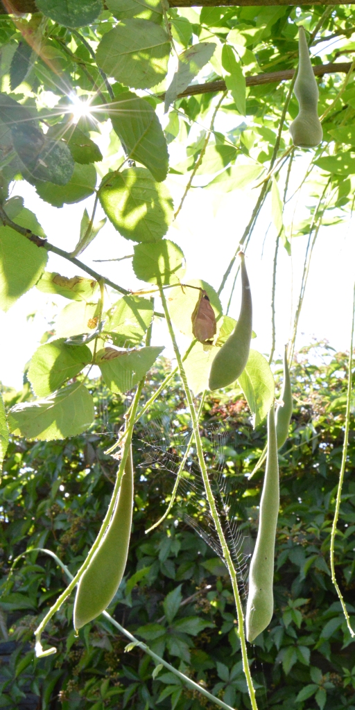 Wisteria seed pods02